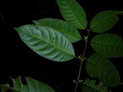 Ronabea latifolia
