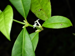 Ronabea latifolia
