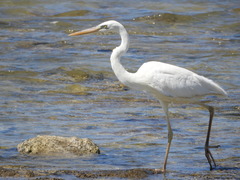 Ardea herodias occidentalis