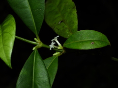 Ronabea latifolia