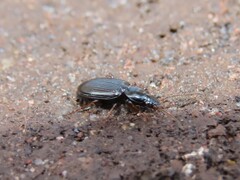 Agonum punctiforme