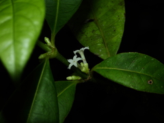 Ronabea latifolia