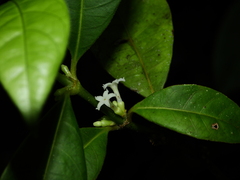 Ronabea latifolia