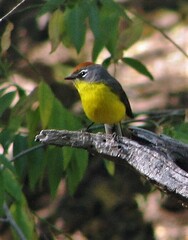 Myioborus brunniceps