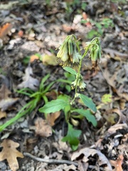 Nabalus serpentarius