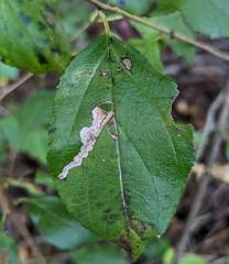Stigmella rhamnicola