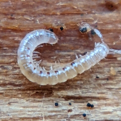 Blaniulidae