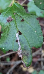 Stigmella rhamnicola
