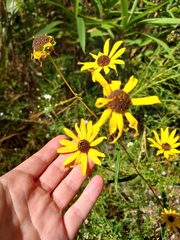 Helianthus angustifolius