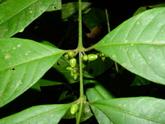 Ronabea latifolia