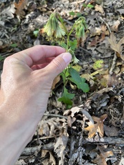 Nabalus serpentarius