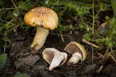 Stropharia coronilla