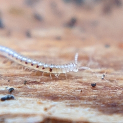 Blaniulidae