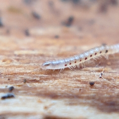 Blaniulidae
