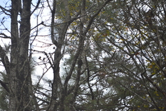Pinus