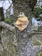Phellinus pomaceus