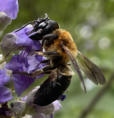 Megachile sculpturalis