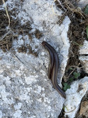 Pachyiulus apfelbecki