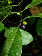 Ronabea latifolia