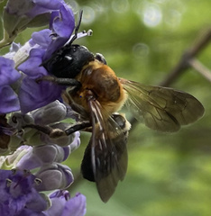 Megachile sculpturalis