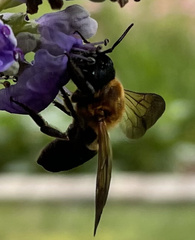 Megachile sculpturalis