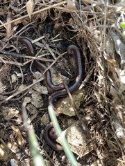 Pachyiulus apfelbecki