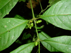 Ronabea latifolia