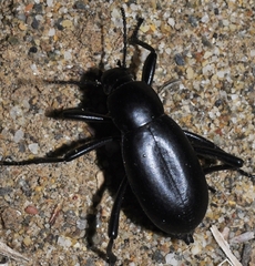 Blaps lusitanica