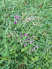 Cyanthillium cinereum