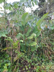 Goeppertia latifolia