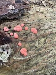 Lycogala