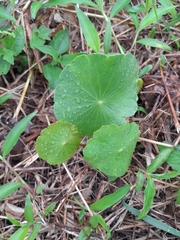 Hydrocotyle umbellata