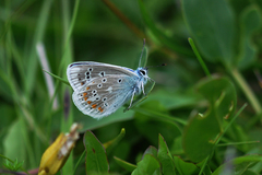 Polyommatus dorylas