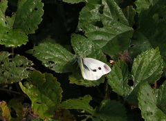 Pieris rapae