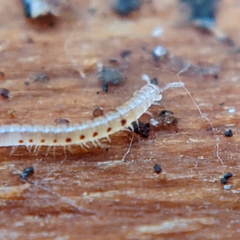 Blaniulidae
