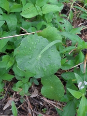 Hydrocotyle umbellata