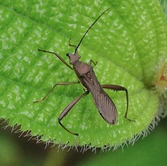 Riptortus linearis