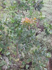 Anacardium occidentale