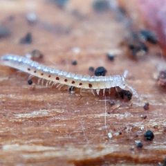 Blaniulidae