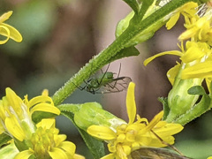 Macrosiphum euphorbiae
