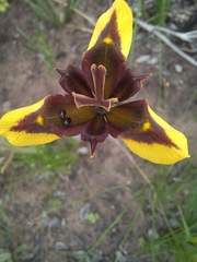 Moraea lurida