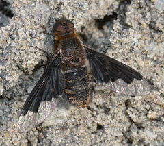 Hemipenthes morioides