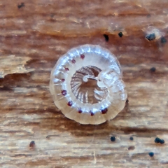 Blaniulidae