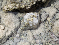 Hippopus hippopus