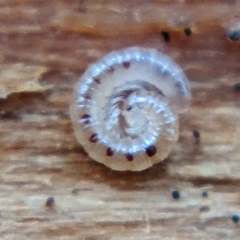 Blaniulidae