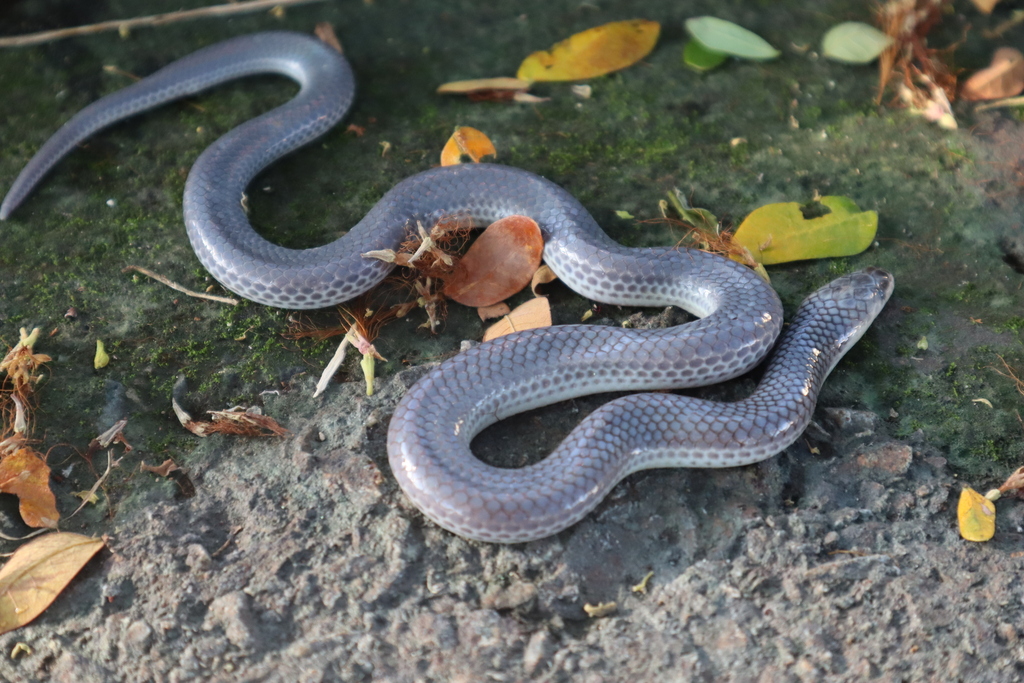 Asian Sunbeam Snake From Ph Ng Linh Trung Th Nh Ph Th C Th Nh Ph H Ch Minh Vi T Nam