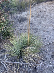 Hesperoyucca whipplei