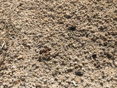 Pogonomyrmex badius