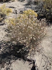Eriogonum nummulare