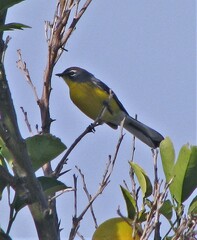 Myioborus brunniceps